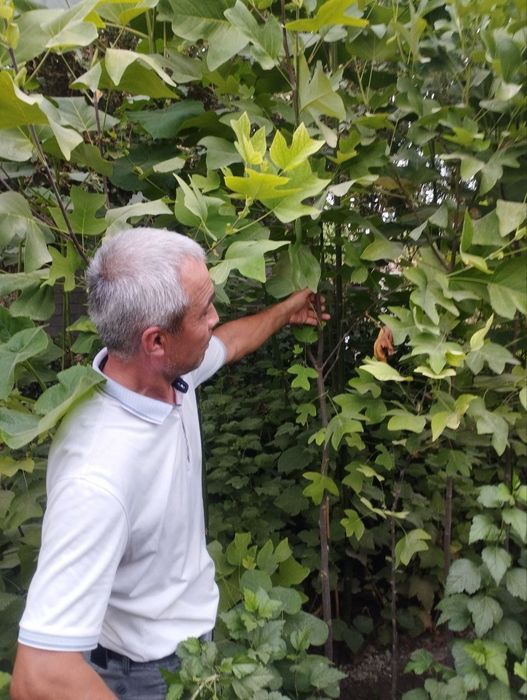 Kashtan zarang sadda qayragʻoch chinor lola sakura archa klyon bor.
