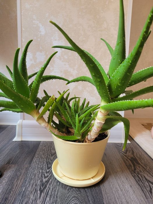 Продам алоэ лечебный 10летний