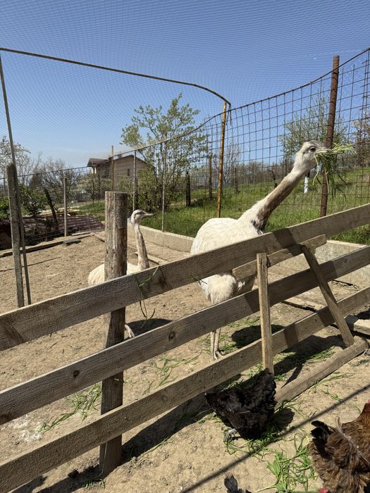 Pauni  varietati multiple