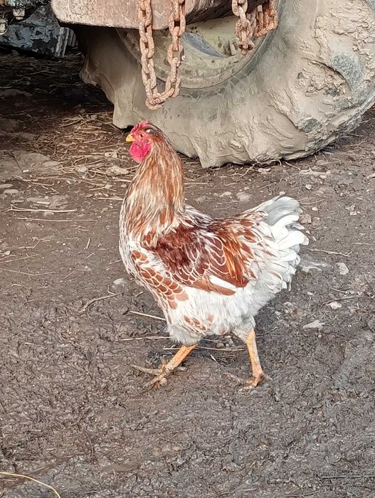 Vând sau schimb cocoși de wyandotte