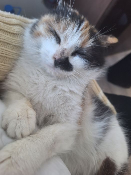 Кошечка ласковая красивая