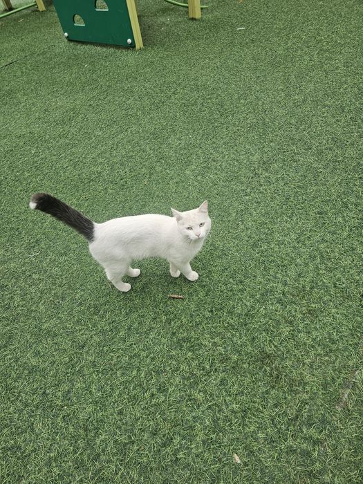 Кот мальчик ищет дом
