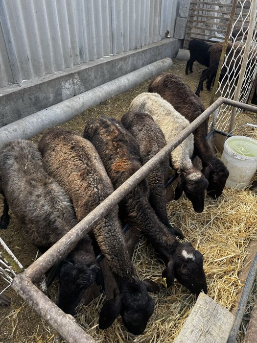 Саулық шаруа қой