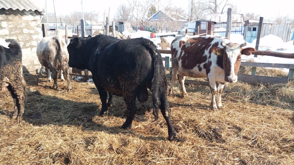 Продам быка Ангус