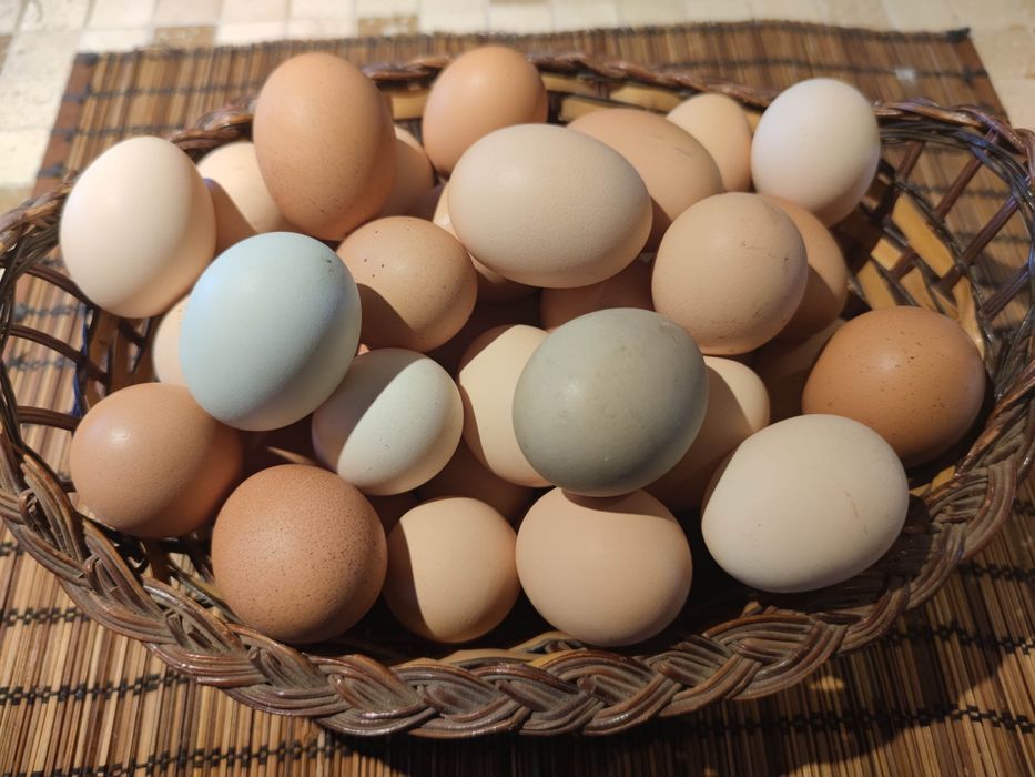 Vand oua de gaina, prepeliță si bibilica pentru consum