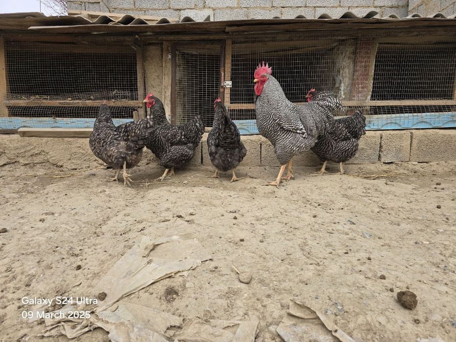 Amroks tuxumlariga zakas olamiz