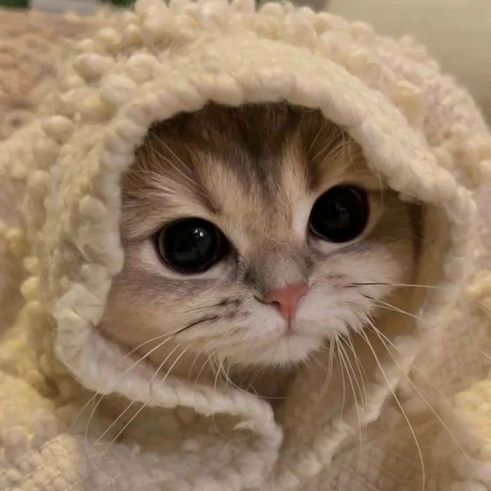 Ваша моральная поддержка