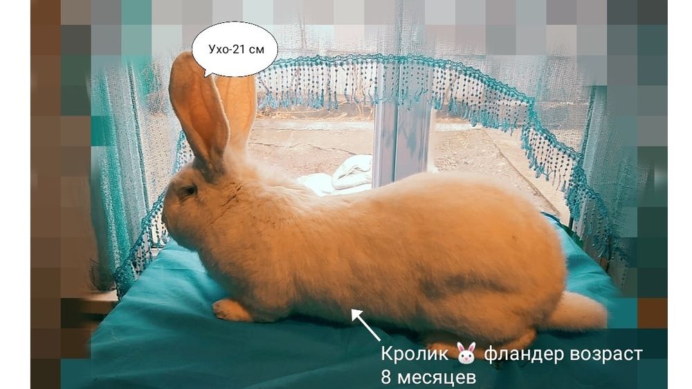 Продам крольчат, порода Фландер