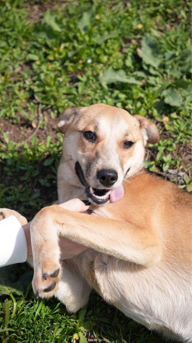 Сгущёнка. Ищет семью звоночек. Девочка