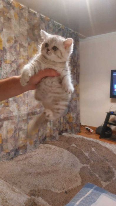 Продам Шотландских Шиншилл