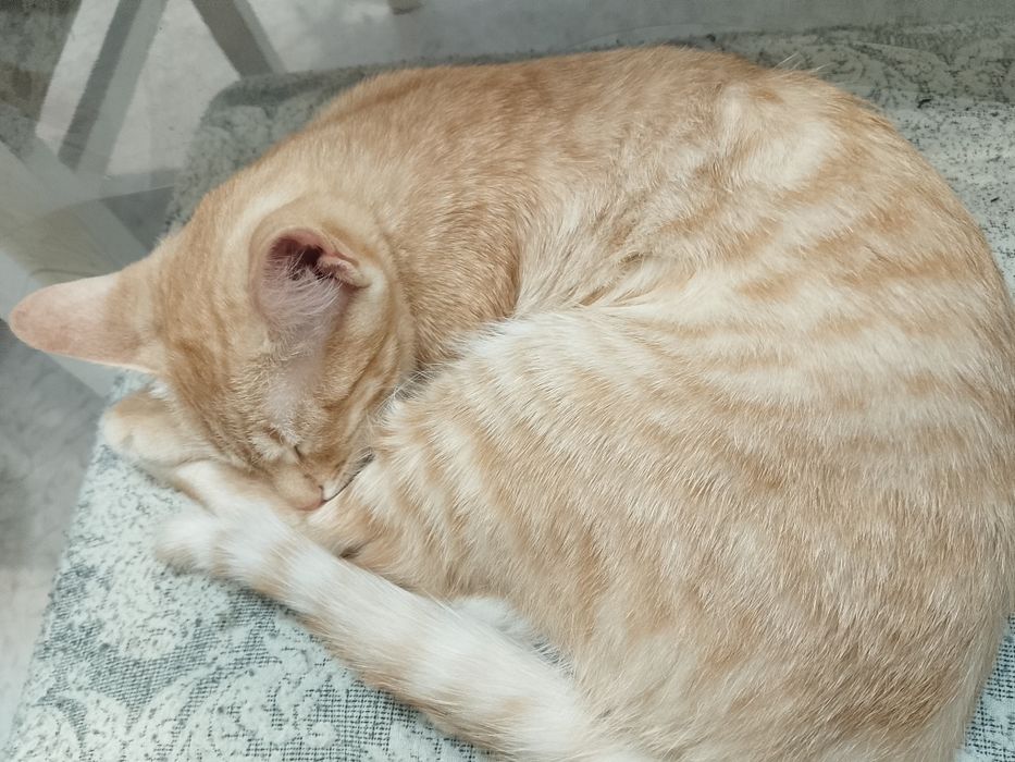 Отдам котёнка в добрые руки