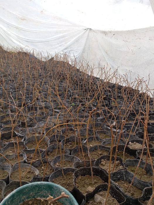 Хейворд киви кучатлари