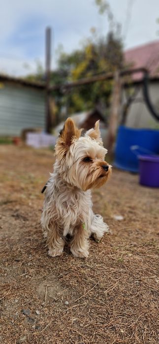 Вязка йорк 15 тыс