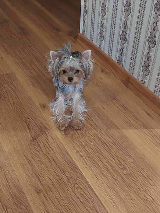 Продам Мини щенков Йорка.