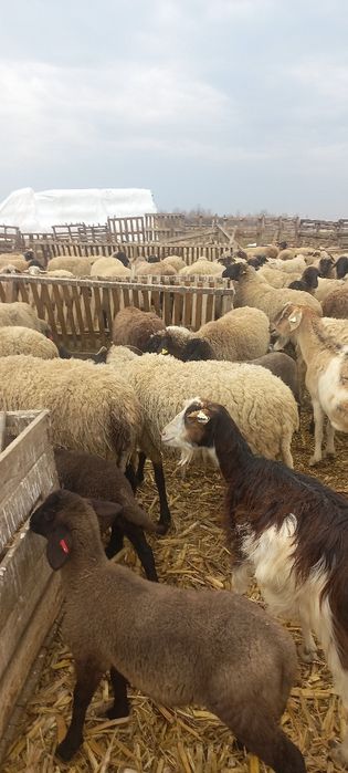 Oi cu miei de vânzare