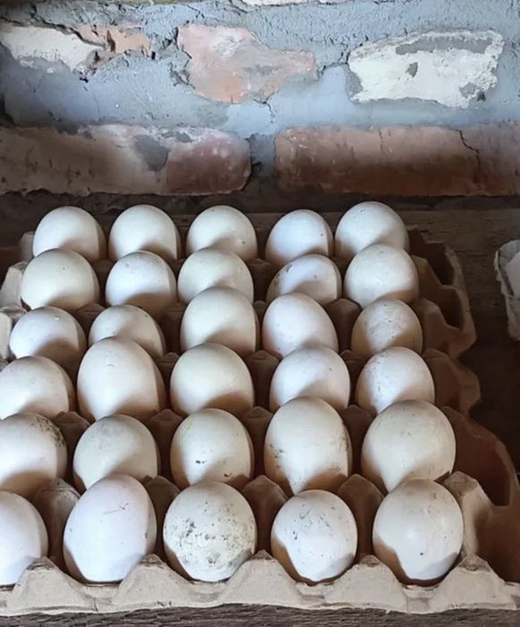 Яйца Индоутки инкубационные