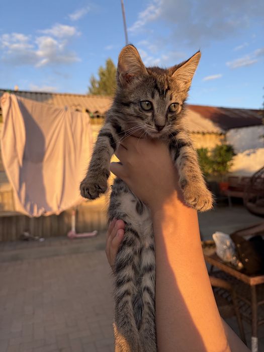 Котенок мальчик бесплатно