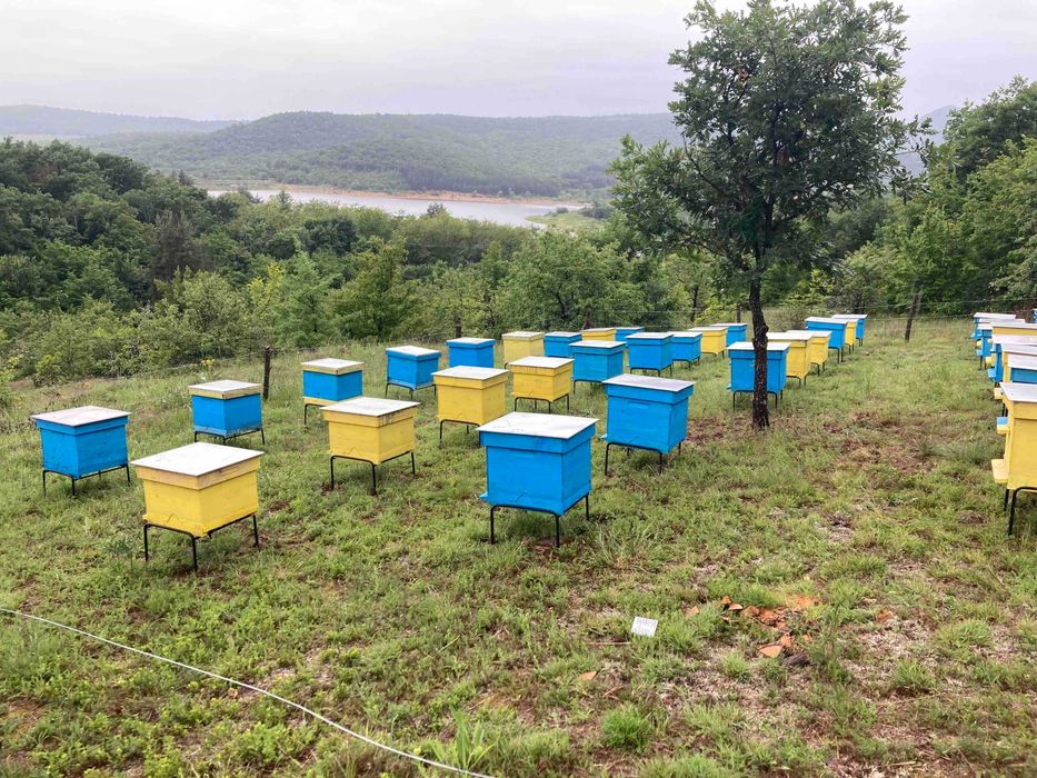 Пчелни отводки Дадан Блат