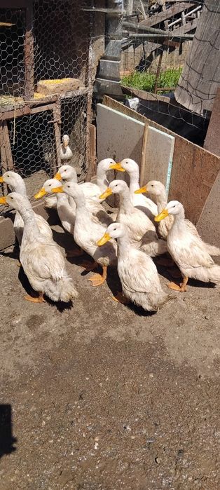 Disponibile 11 rațe pekin de anul acesta