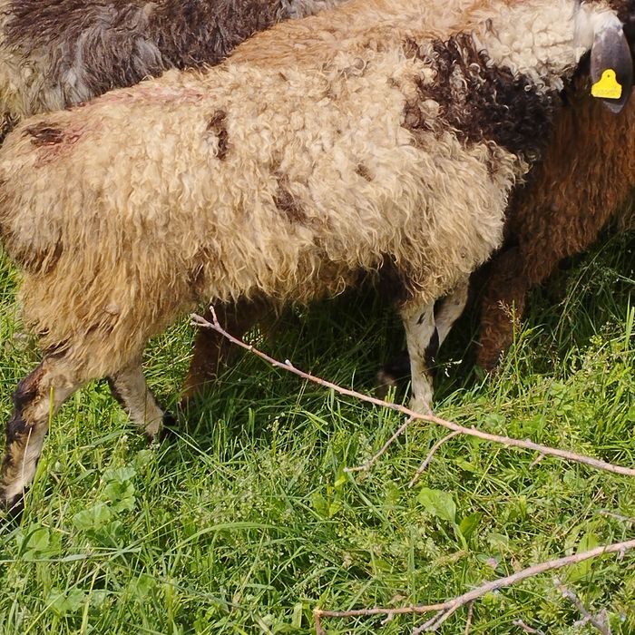 Продам баранов от 35 ,,до 42