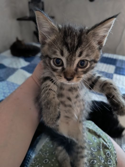 Отдам котенка в добрые руки