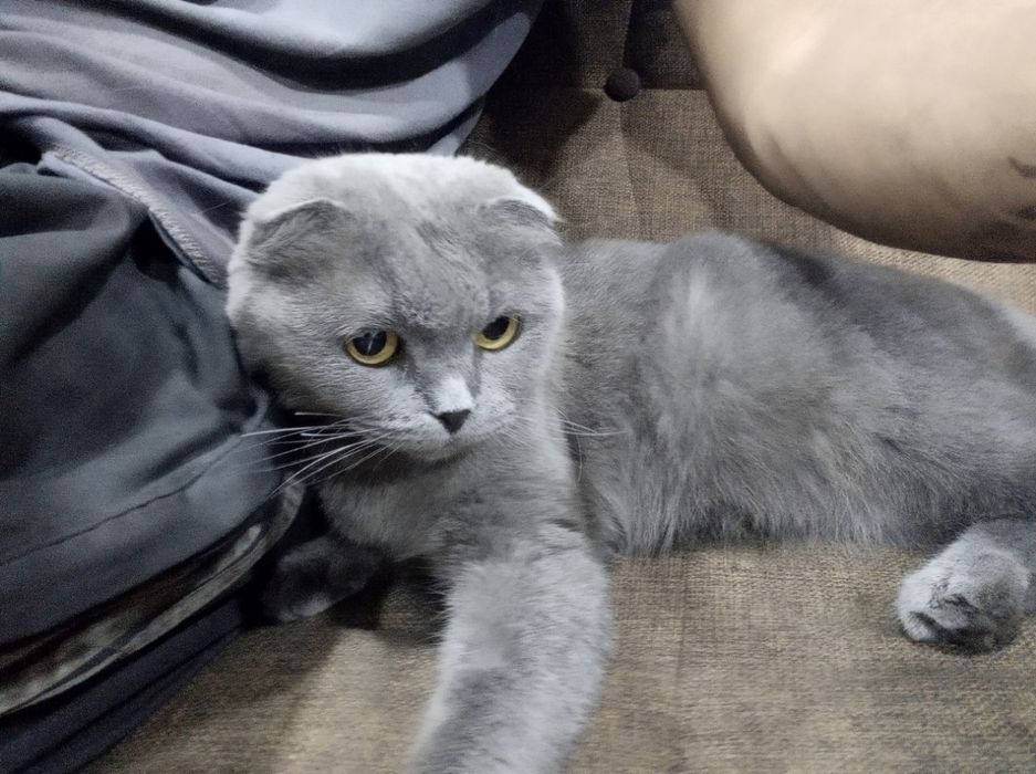 Scottish fold mushugi sotiladi