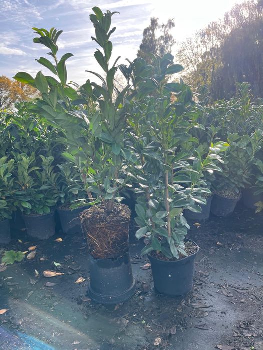 Prunus/Photinia/Eleagnus/Miscanthus/Taxus/Osmanthus