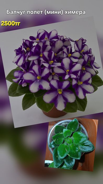 Фиалки продам разные