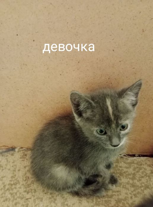 Котята бесплатно