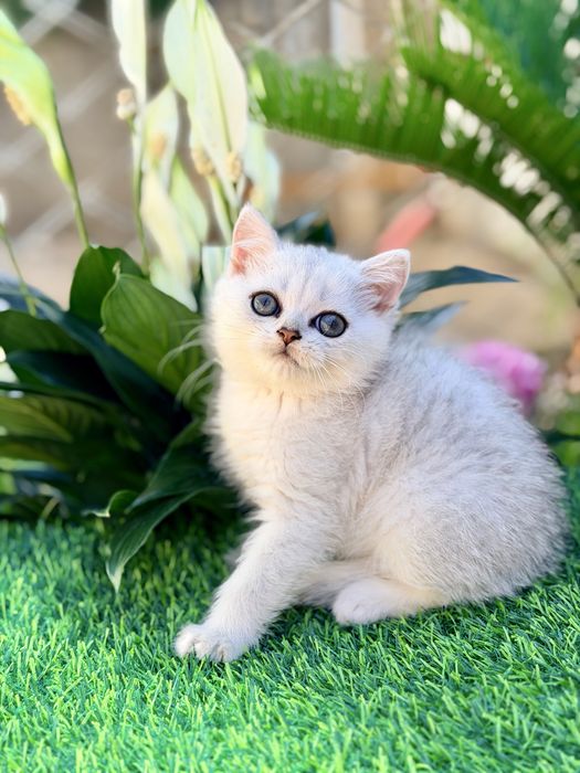 Котята с документами