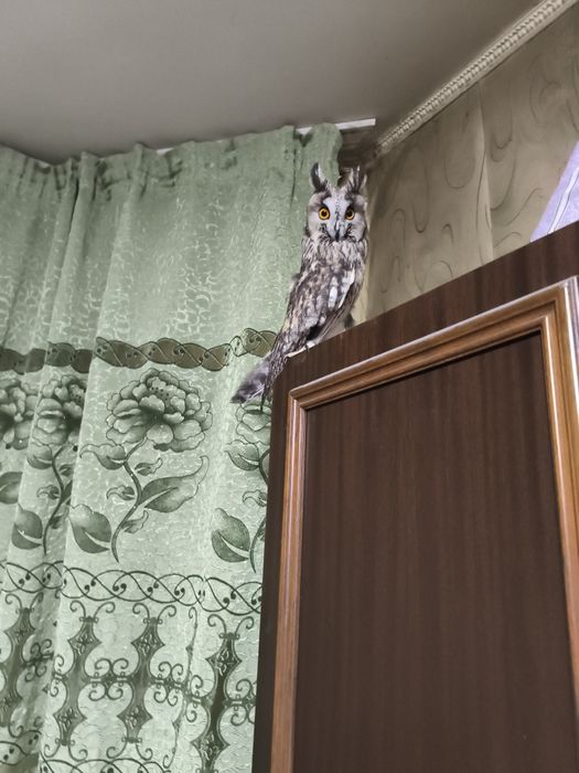 Ушастая сова продам