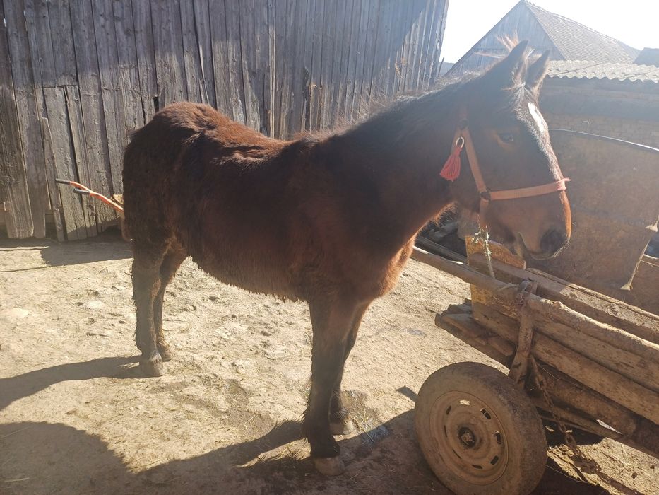 Armăsar de vanzare schimb și manza