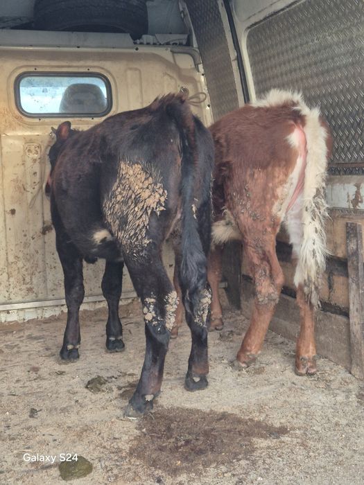 De vânzare 2 vitele bălțate