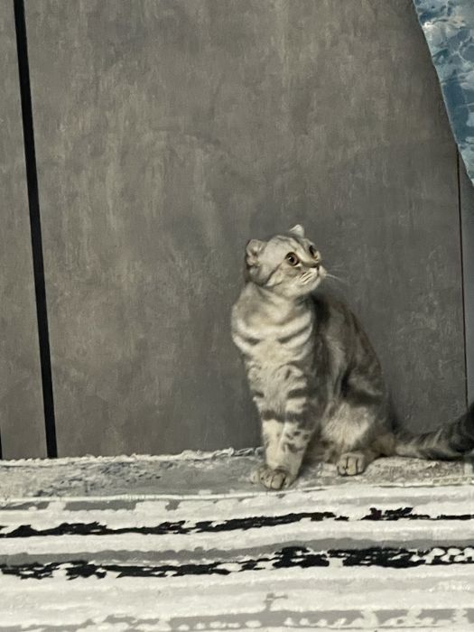 Мушуклар сотилади