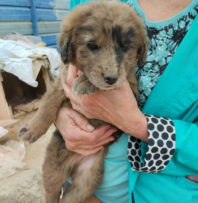 Щенки мальчики в хорошие руки