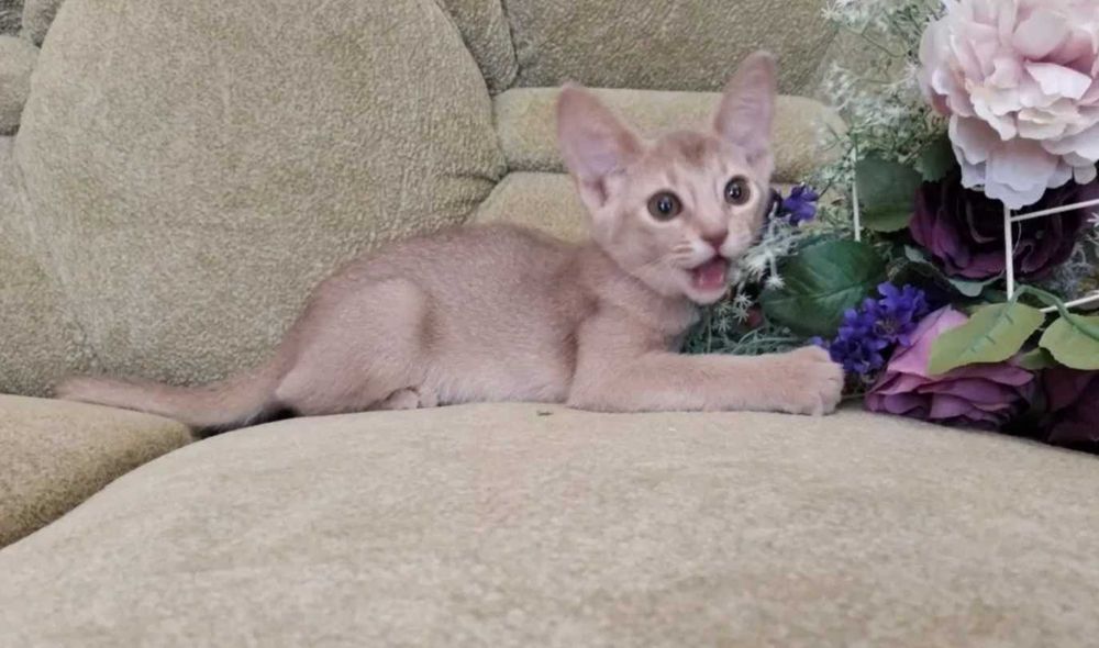 Абиссинские красавицы