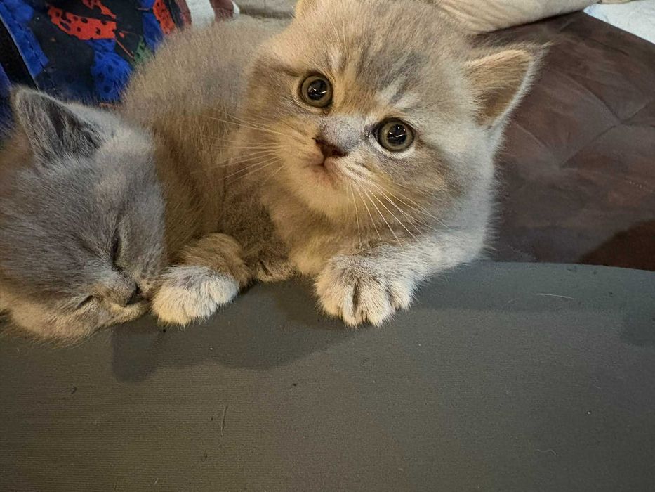 Чистокръвни британчета - момченца