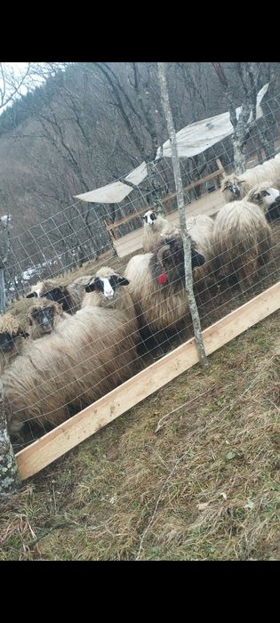 Vând 24 de oi tinere și bune de ținut
