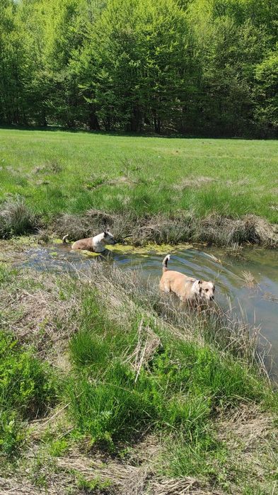 Catei pentru adoptie