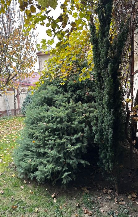 Ель голубая Елка