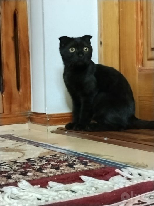 Шотландский вислоухий котенок /мальчик!
