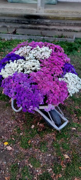 Florin statice en-gros