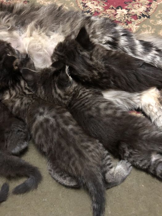 Продам котят майкуна(смесь сеамец)