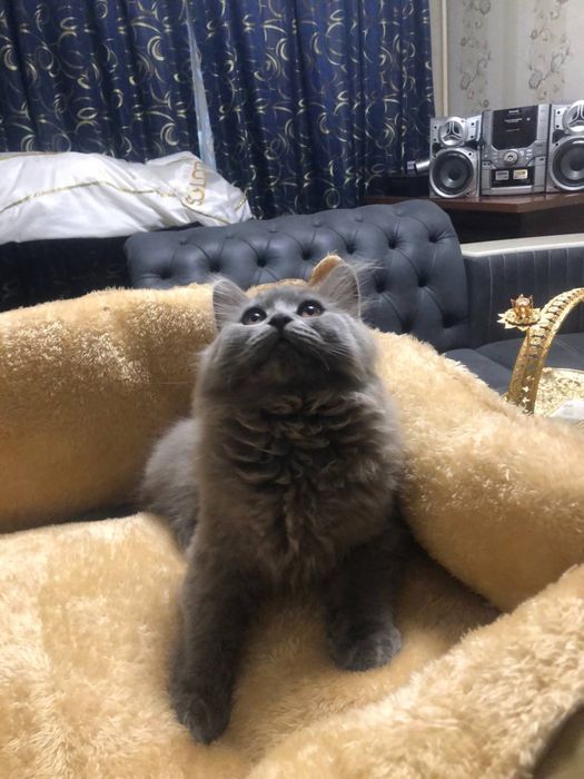 Британские котята