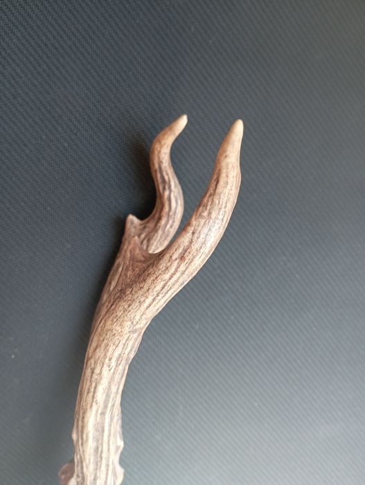 Симетрични рога от сръндак