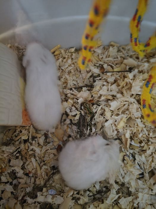 Хамстери албинос