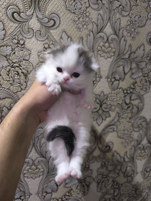 Вислоухие котята