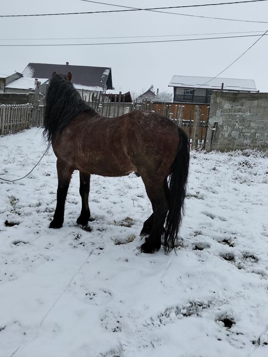 vând cal de cinci ani cuminte blând