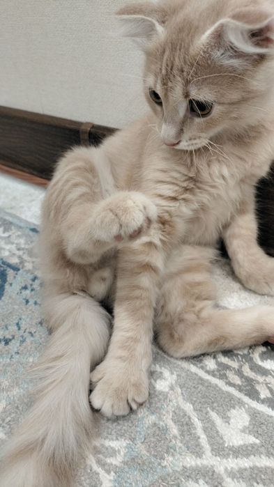 Котенок в добрые руки