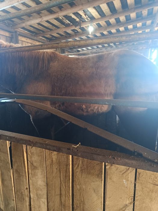 Продам жеребчиков апрельских 2 леток